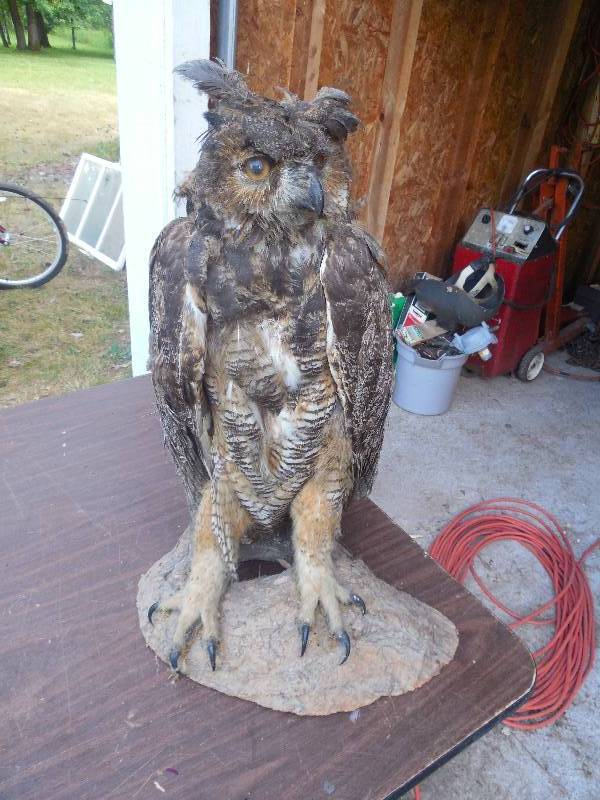 lot 100 image: STUFFED OWL