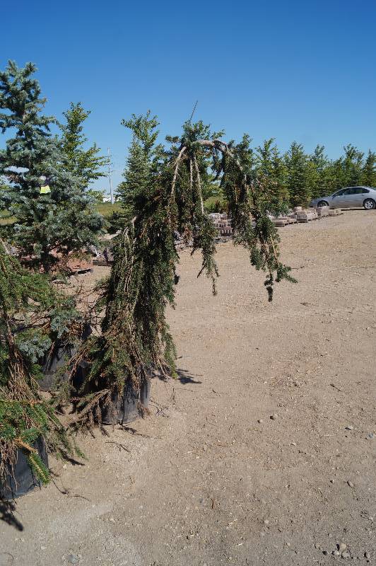 Weeping Norway Spruce Trees