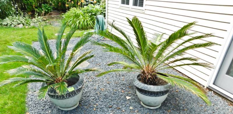 lot 104 image: 2 palm plants in plastic containers