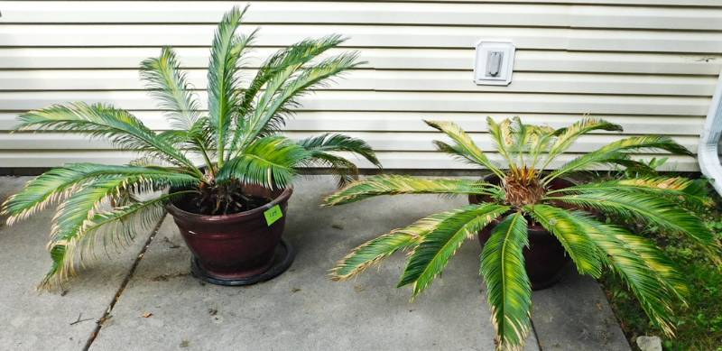 lot 105 image: 2 palm plants in high end containers