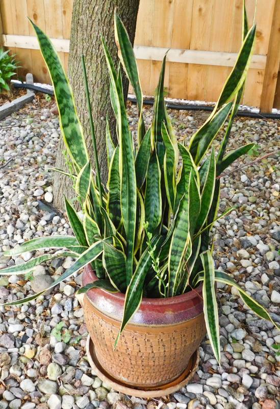 lot 106 image: Sansevieria, or theMother-in-LawsTongue