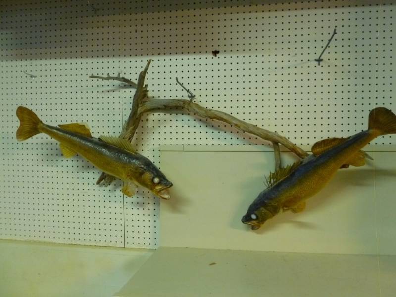 lot 20 image: Walleye Mount