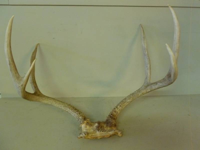 lot 353 image: Mule Deer Rack