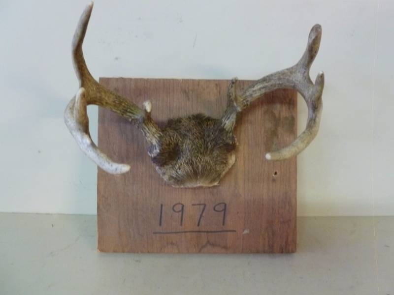 lot 354 image: Deer Antler
