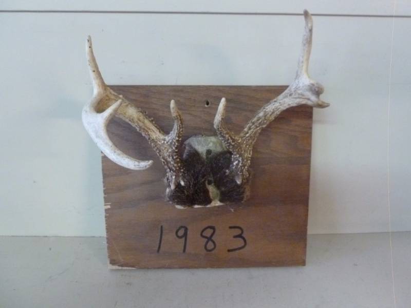 lot 355 image: Deer Antler