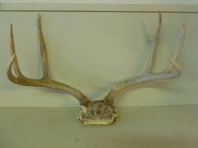 lot 365 image: Deer Antler
