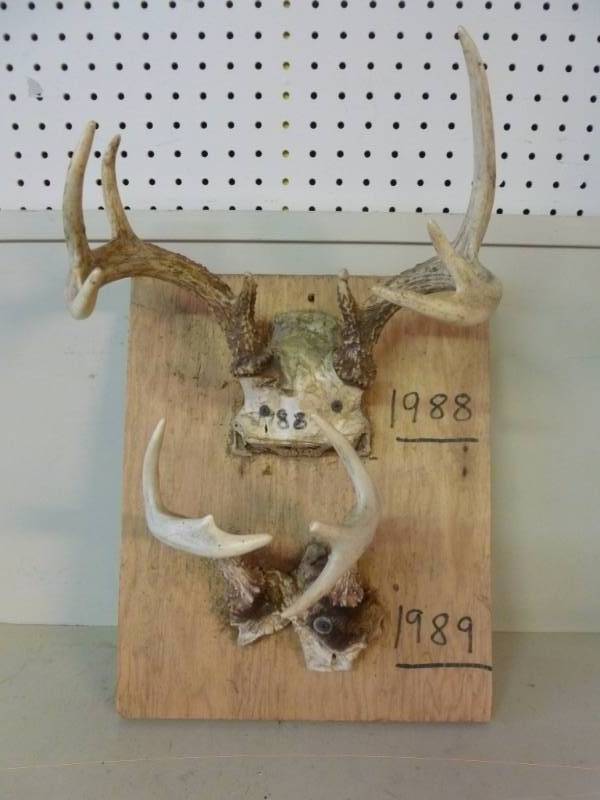 lot 366 image: Deer Antler