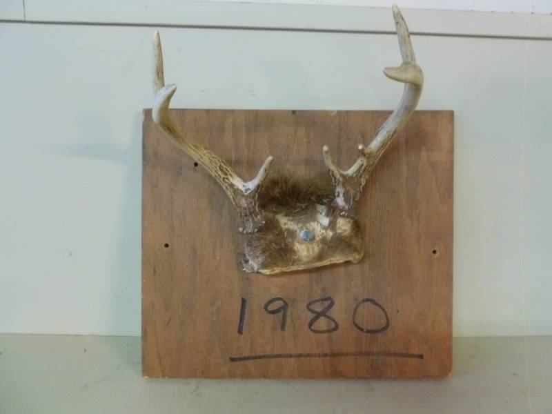 lot 367 image: Deer Antler