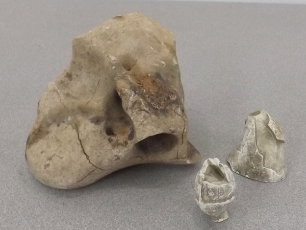 Fossils, Bones, Teeth, Etc.