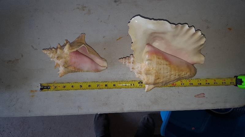 lot 10 image: Sea Shells