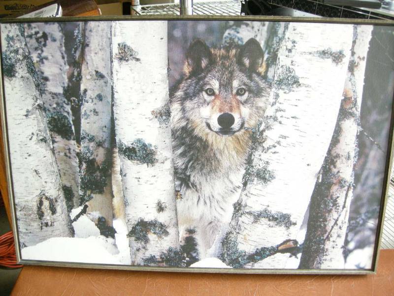 lot 76 image: Framed Wolf Print