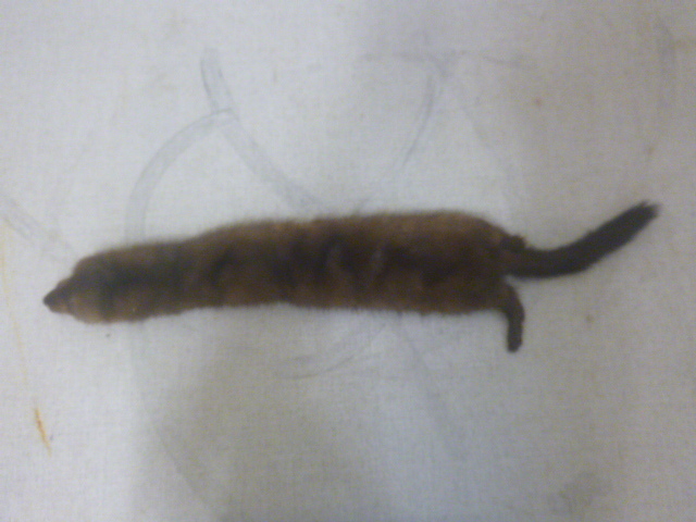Mink Skin