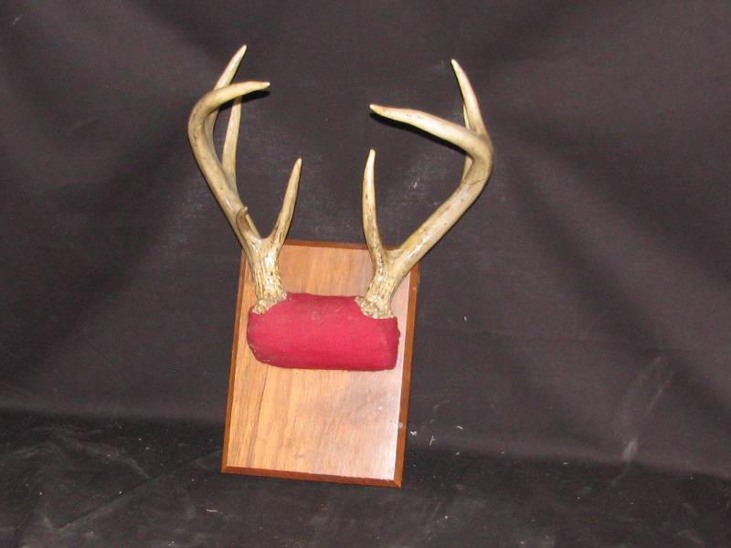 lot 33 image: Deer Antler Mount
