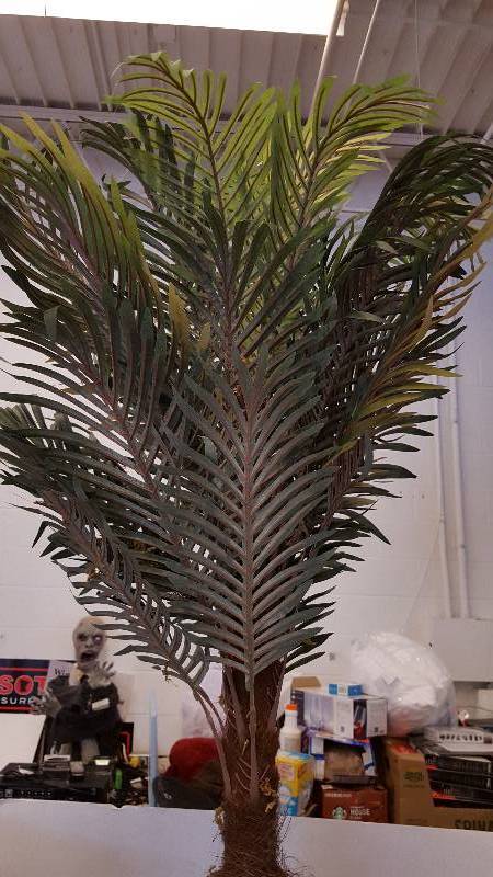 lot 8 image: CYCAS Palms with Planter