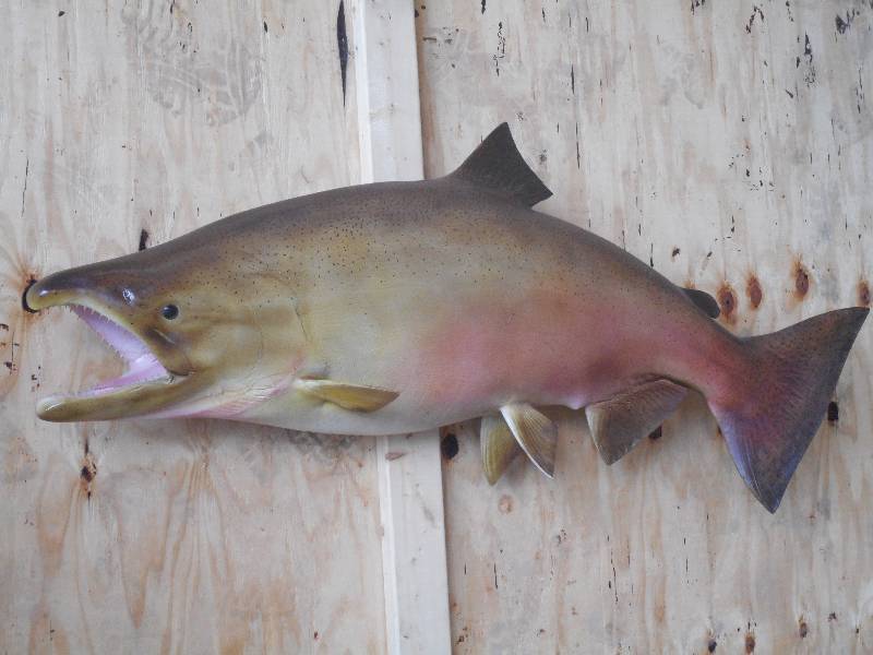 66# King Salmon Replica Mount
