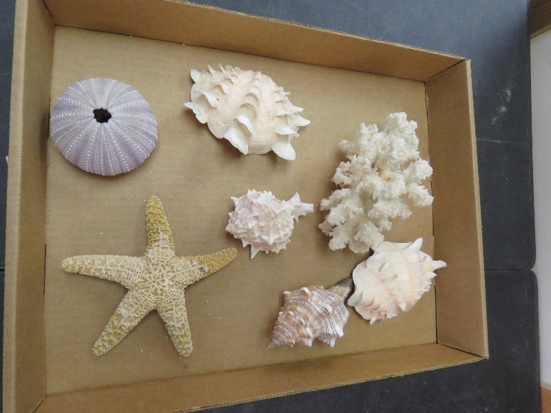 lot 162 image: SeaShells