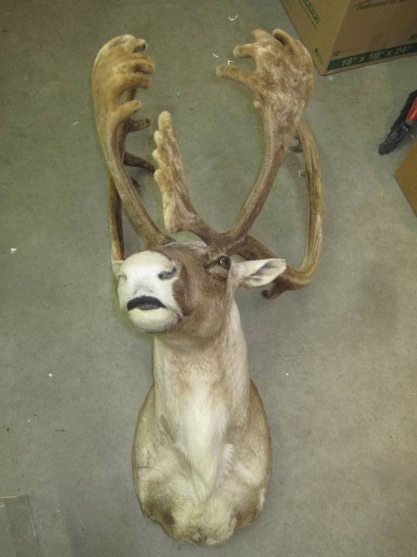 lot 3 image: Very nice caribou mount, has velvet...