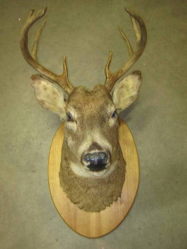 lot 4 image: Very nice deer mount, ready to hang...