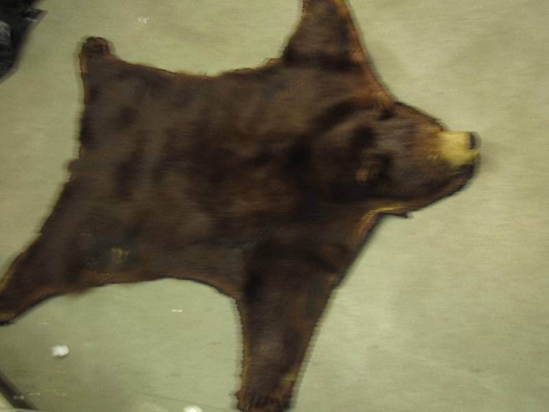 lot 7 image: Bear skin rug...