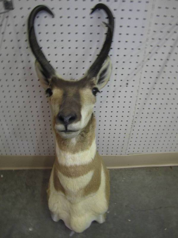 lot 5 image: Very nice antelope mount, ready to ...