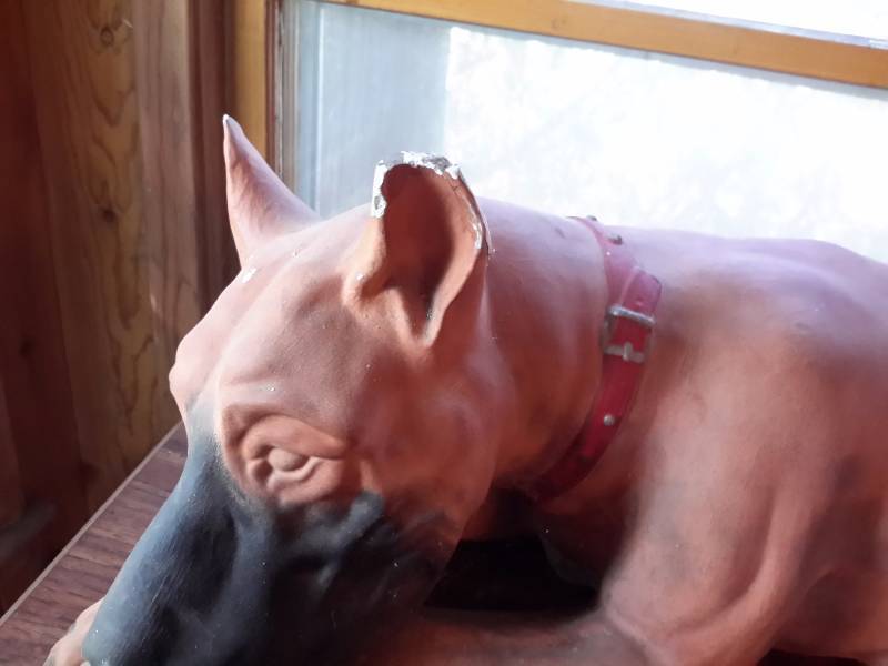 lot 110 image: VERY LARGE , Great Dane Plaster Cast Statue.. See water bottle for size perspective.. He has a chipped ear Im sure could be easily repaired