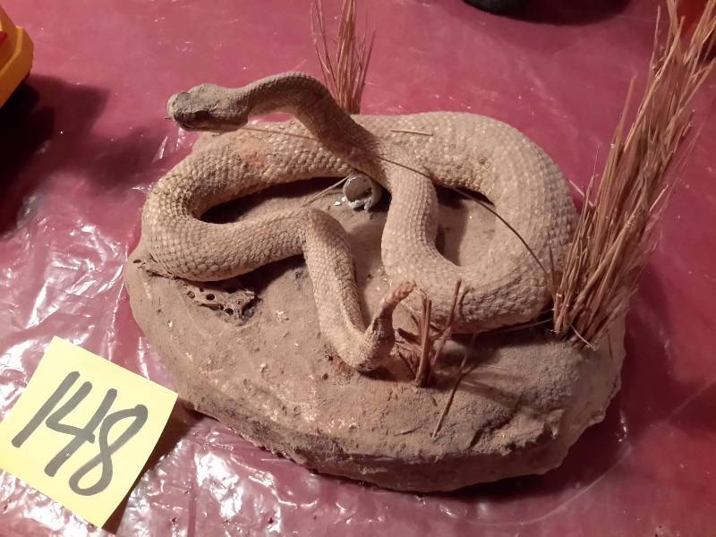 lot 148 image: Rattle Snake taxidermy..   Needs a little cleaning, but Very realistic.