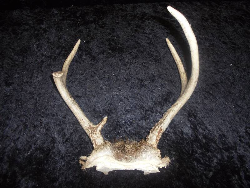 Antlers