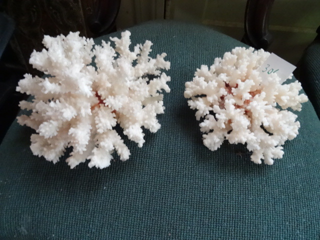 lot 306 image: 2 Pieces of Coral