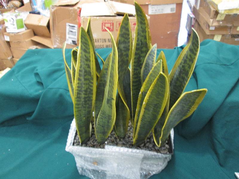 Artificial Snake Plants in planter ...
