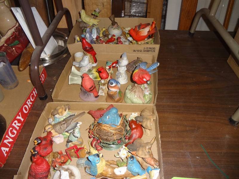 Birds