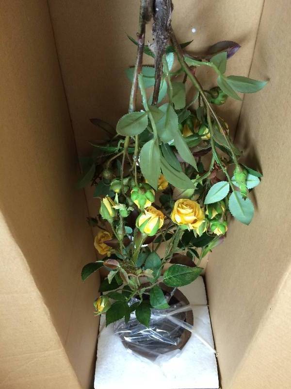 lot 8 image: Sweetheart Rose In A Pot