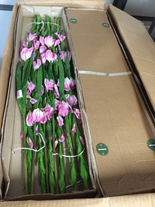 lot 25 image: Mini Gladiola - Mauve