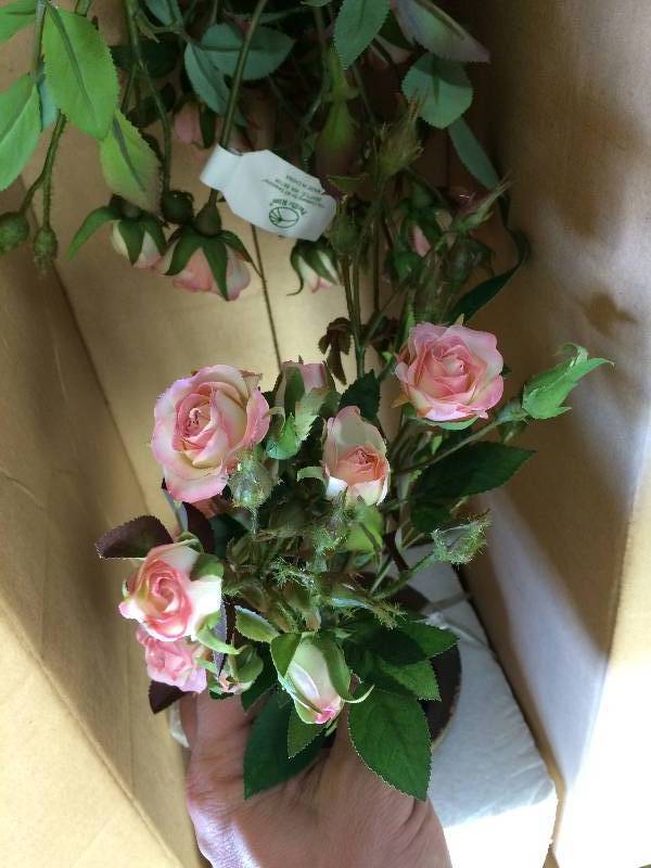 lot 10 image: Sweetheart Rose In A Pot