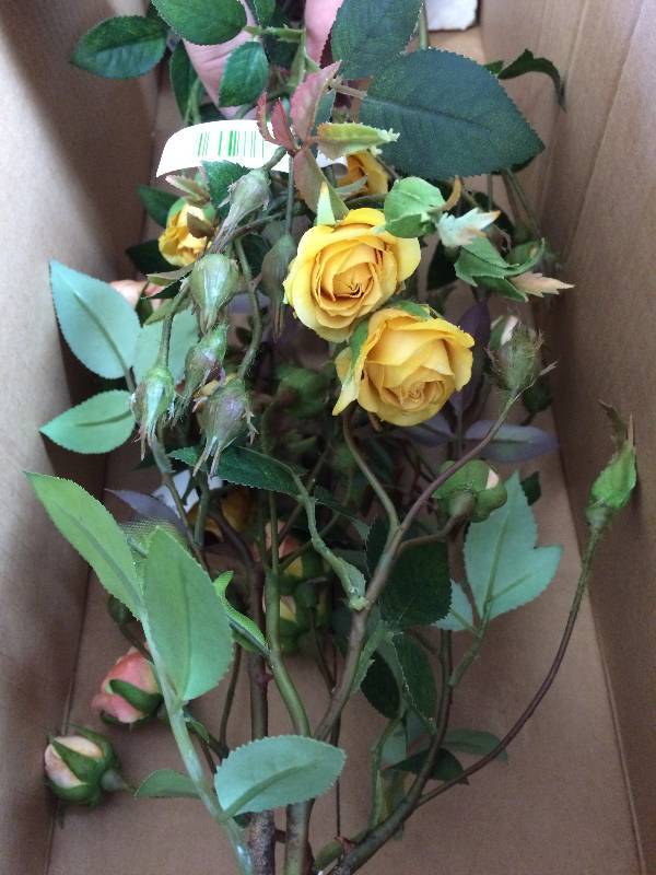 lot 9 image: Sweetheart Rose In A Pot