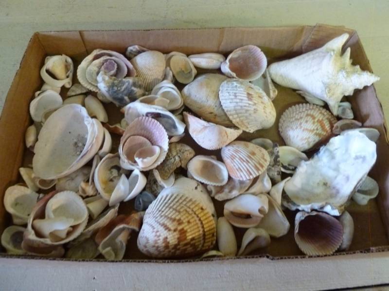 Seashells