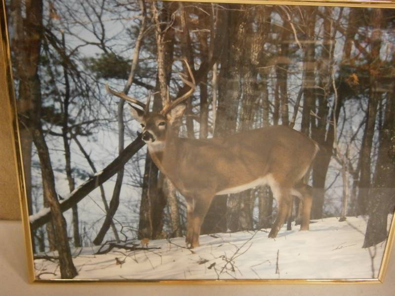 Deer Picture 16x20