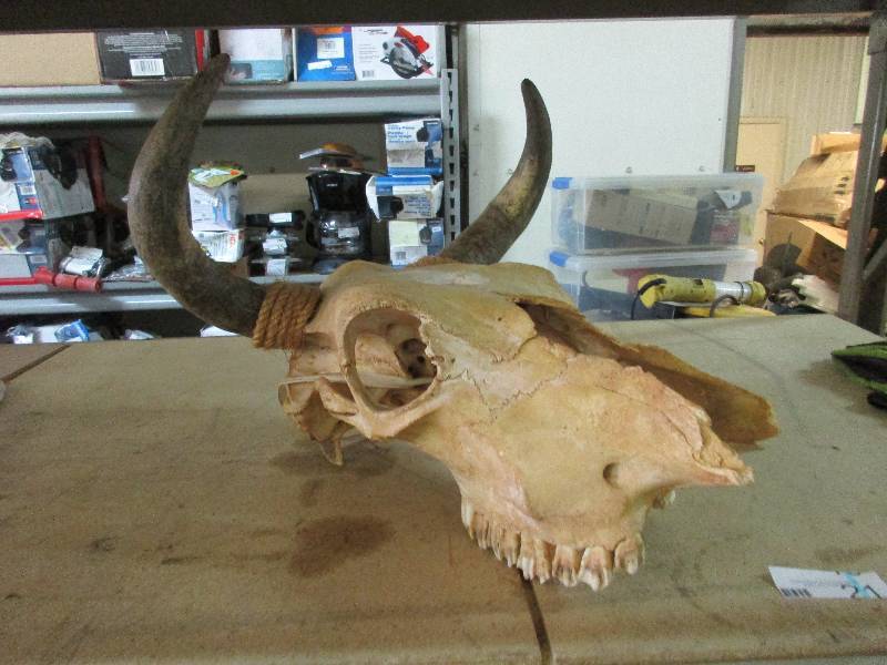 Skull