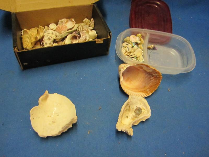 Lot of seashells ...