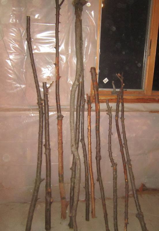 lot 28 image: Sticks great for Walking Sticks