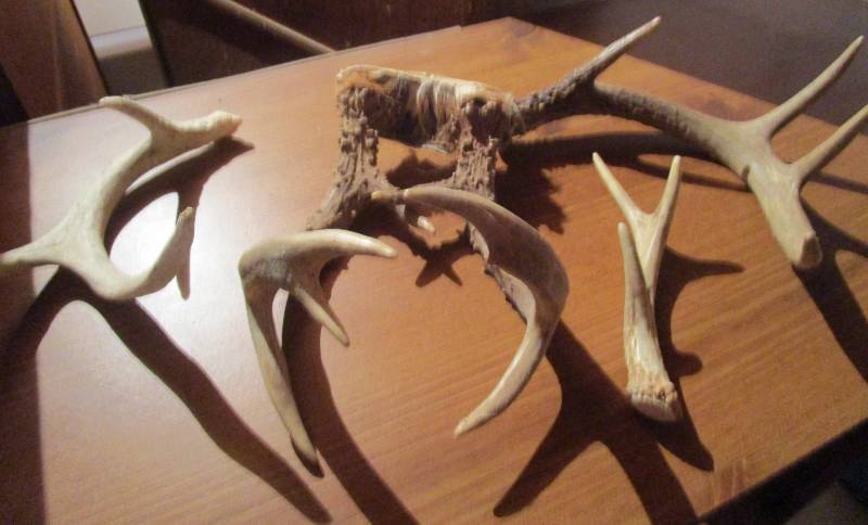 lot 82 image: 4 Deer Antlers