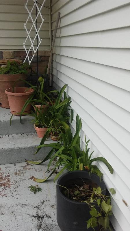 lot 102 image: Lot of Plants, Pots and Black Hook Trellis