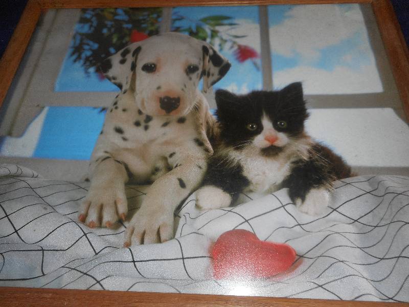DIG AND KITTY PICTURE