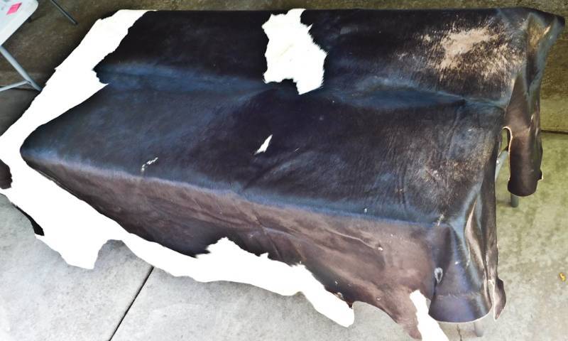 lot 9 image: black and white cowhide Argentina