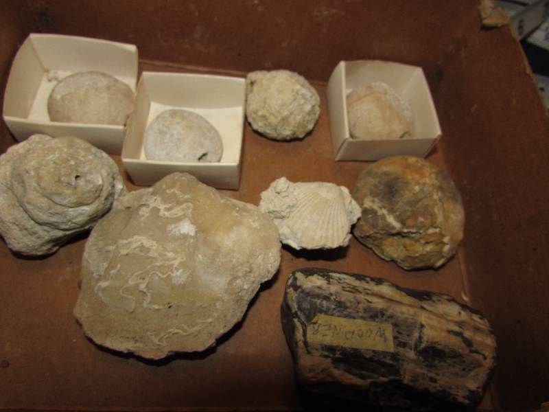 Fossils