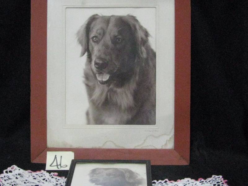 Dog Pictures