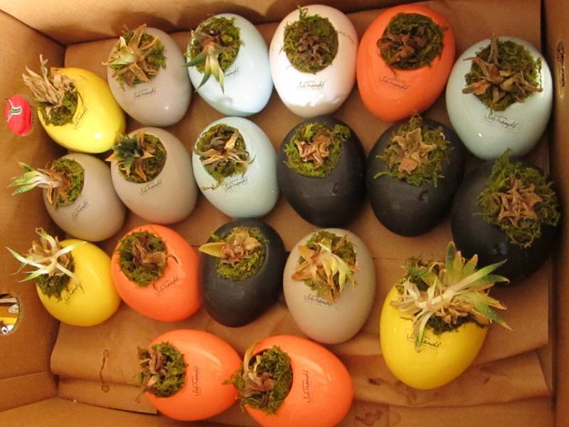 lot 57 image: Box of Live Trends decorative plant...