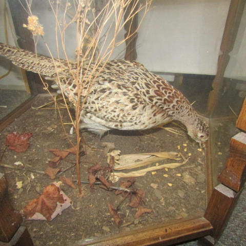 Phesant Under Glass