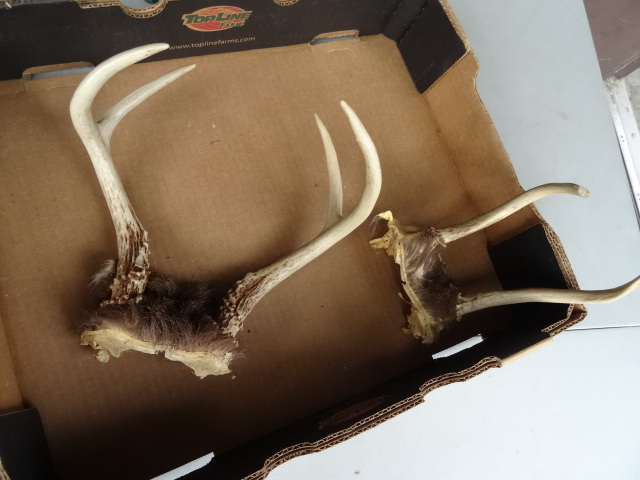 lot 114 image: 2 Pair of Deer Antlers