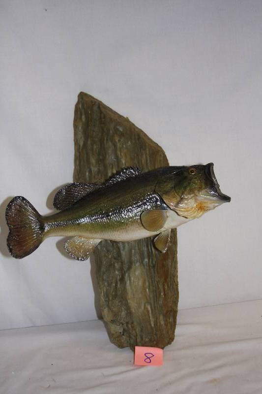 lot 8 image: Taxidermy Large Mouth Bass