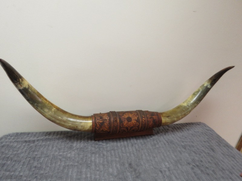 lot 1 image: Steer Horns